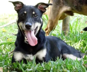 Cachorro raça SRD idade 2 anos nome Heri