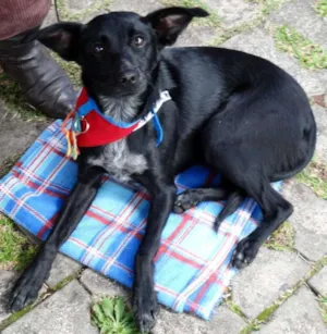 Cachorro raça SRD idade 2 anos nome Glorinha