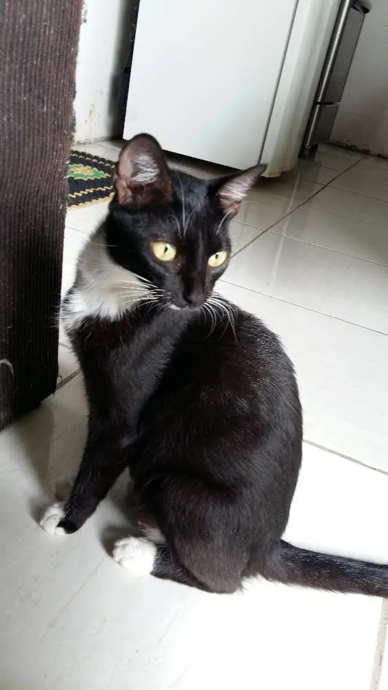 Gato ra a Vira lata idade 1 ano nome Estrela