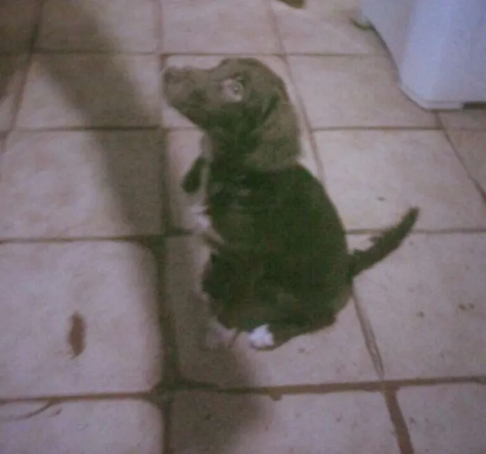 Cachorro raça Srd idade 2 a 6 meses nome Betoven 