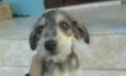2 Filhotinhos