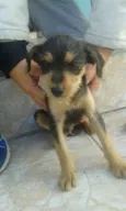 2 Filhotinhos