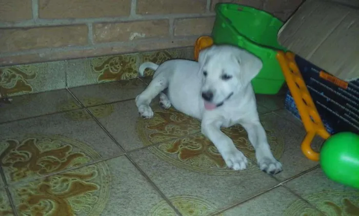 Cachorro ra a LABRADOR idade 2 a 6 meses nome KIARA