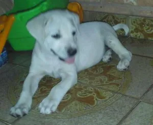 Cachorro raça LABRADOR idade 2 a 6 meses nome KIARA