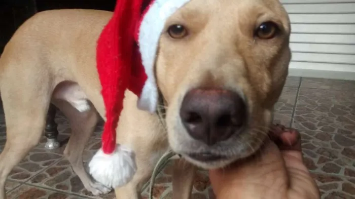 Cachorro ra a vira lata idade 1 ano nome marley