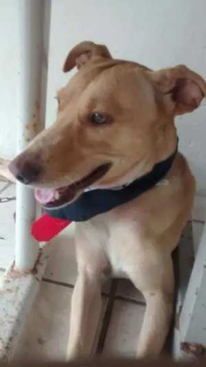 Cachorro raça vira lata idade 1 ano nome marley
