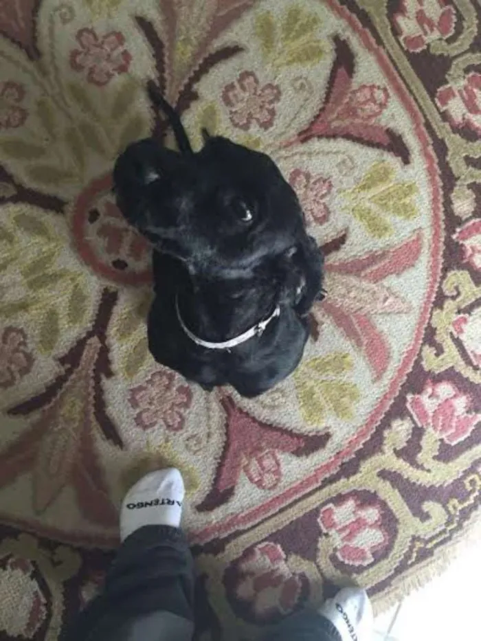Cachorro ra a MIX POODLE idade 2 a 6 meses nome JABUTICABA