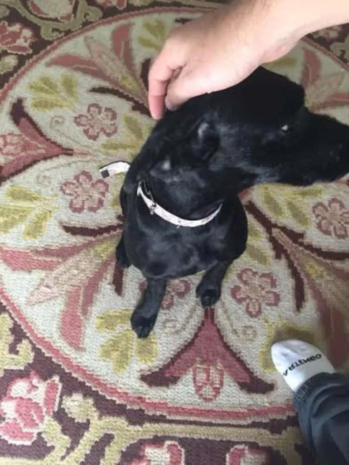 Cachorro ra a MIX POODLE idade 2 a 6 meses nome JABUTICABA
