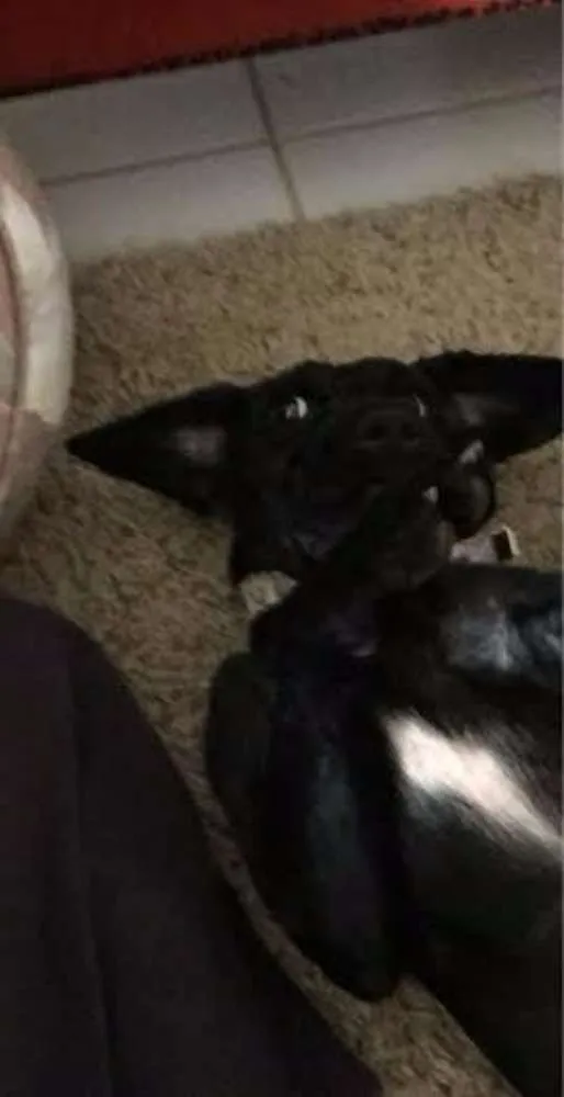 Cachorro ra a MIX POODLE idade 2 a 6 meses nome JABUTICABA