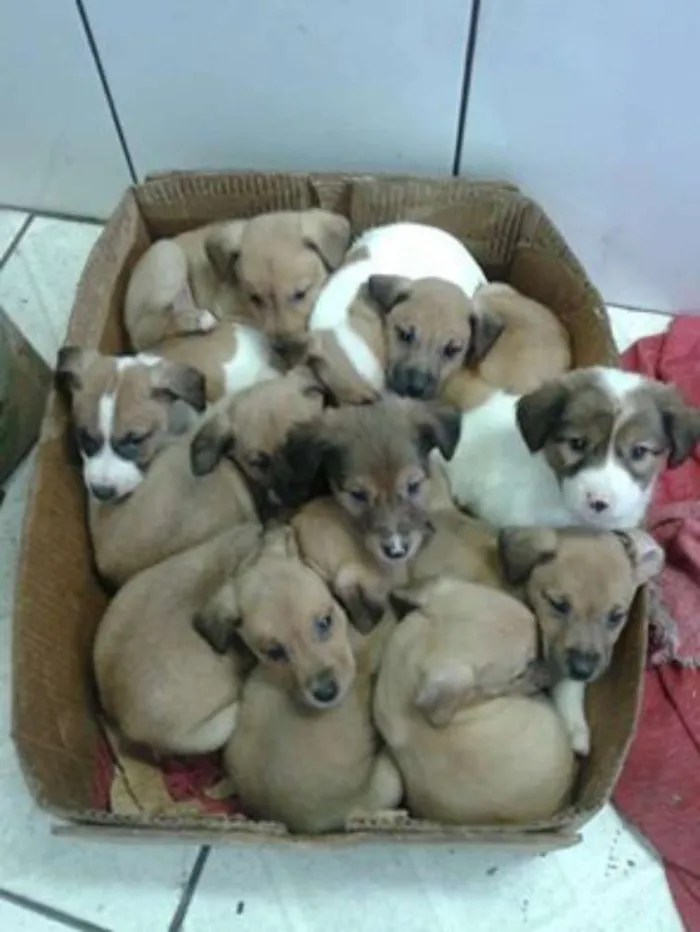 Cachorro ra a Sem raça idade Abaixo de 2 meses nome Filhotes