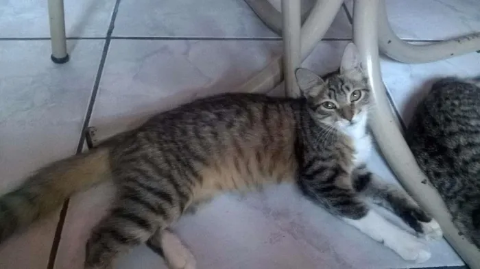 Gato ra a Maine coon idade 7 a 11 meses nome Princesa e filhotes