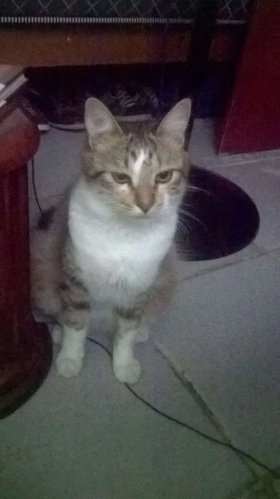 Gato ra a Maine Coon idade 7 a 11 meses nome Tico