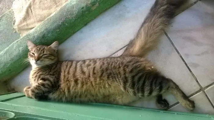 Gato ra a Maine coon idade 7 a 11 meses nome Tigrinho