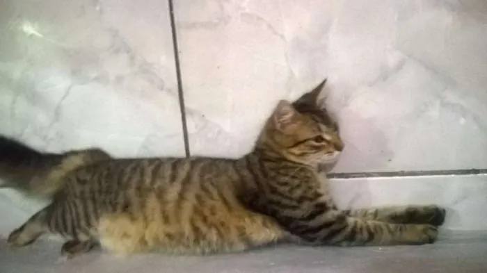 Gato ra a Maine coon idade 7 a 11 meses nome Tigrinho