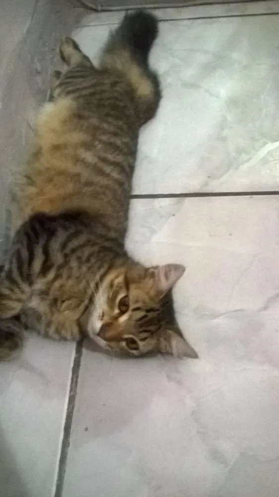 Gato ra a Maine coon idade 7 a 11 meses nome Tigrinho