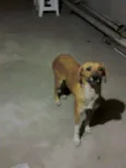 Pipoca