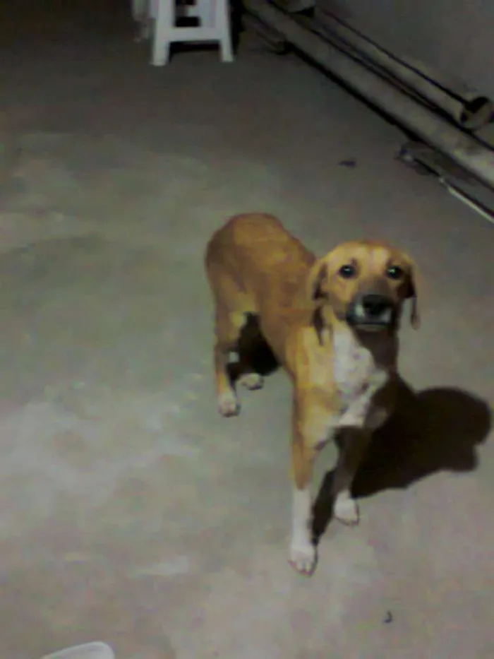 Cachorro ra a vira-lata idade 1 ano nome Pipoca