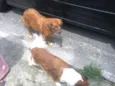 Pipoca