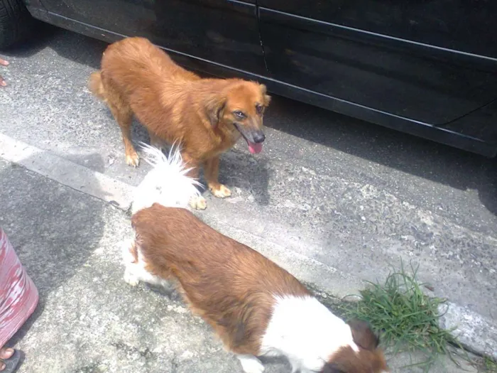 Cachorro ra a vira-lata idade 1 ano nome Pipoca