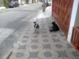 Pipoca