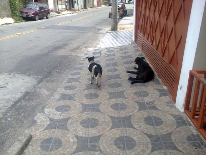 Cachorro ra a vira-lata idade 1 ano nome Pipoca