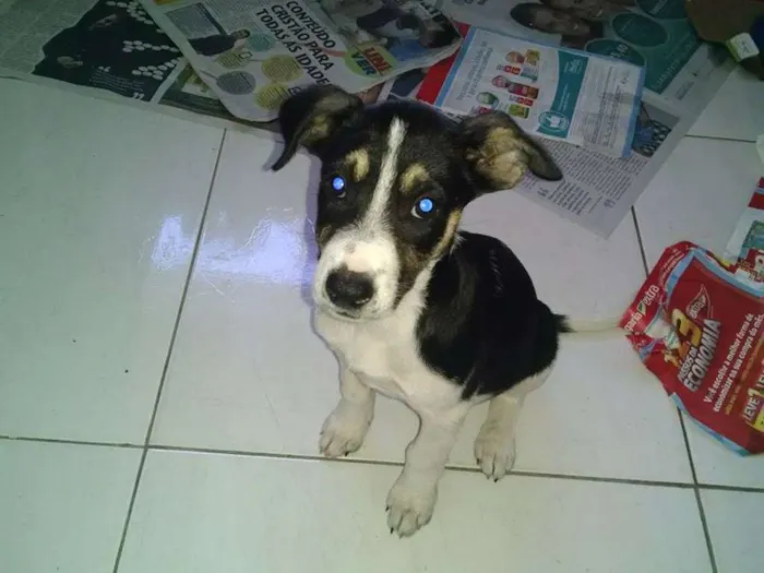 Cachorro raça  idade 2 a 6 meses nome Princesa e Pretinha