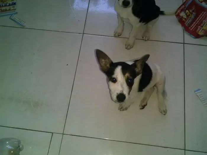 Cachorro raça  idade 2 a 6 meses nome Princesa e Pretinha