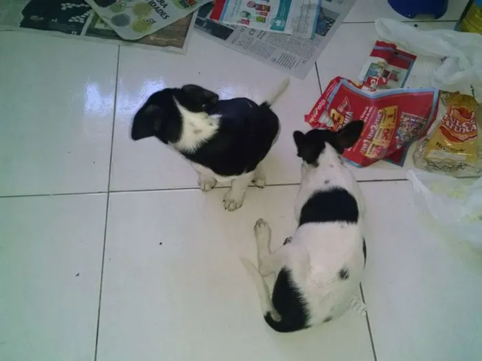 Cachorro raça  idade 2 a 6 meses nome Princesa e Pretinha