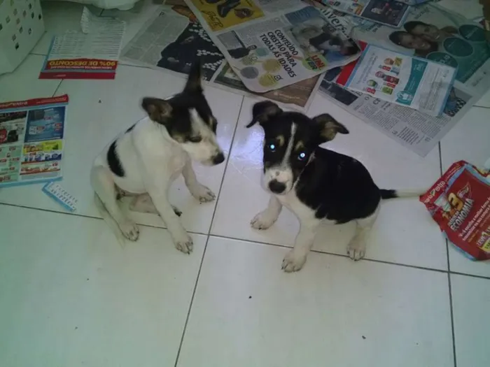 Cachorro raça  idade 2 a 6 meses nome Princesa e Pretinha