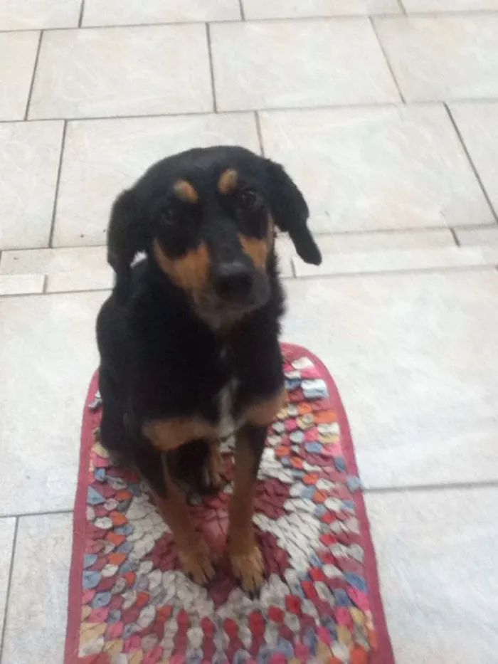 Cachorro ra a SRD idade 1 ano nome Nene