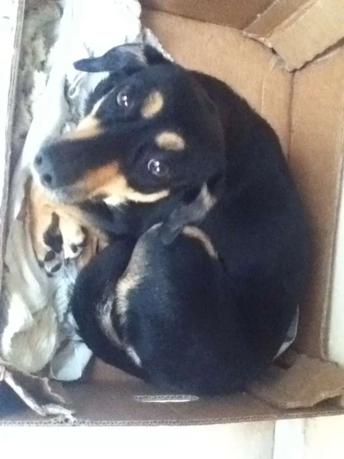 Cachorro ra a SRD idade 1 ano nome Nene