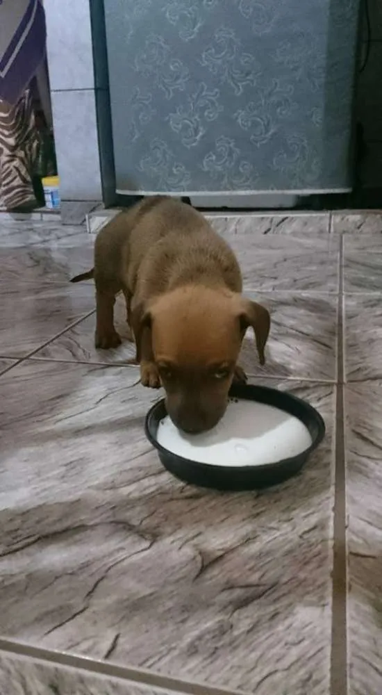 Cachorro ra a Indefinida idade Abaixo de 2 meses nome Sem nome ainda