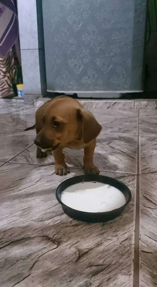 Cachorro ra a Indefinida idade Abaixo de 2 meses nome Sem nome ainda