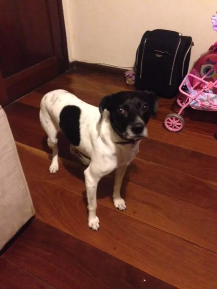 Cachorro ra a SRD idade 6 ou mais anos nome Rabito