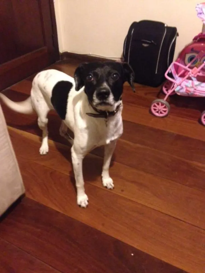Cachorro ra a SRD idade 6 ou mais anos nome Rabito