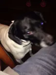 Rabito