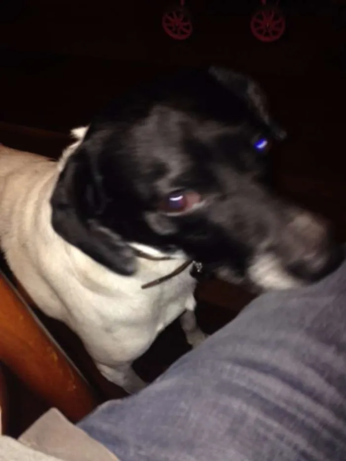 Cachorro ra a SRD idade 6 ou mais anos nome Rabito