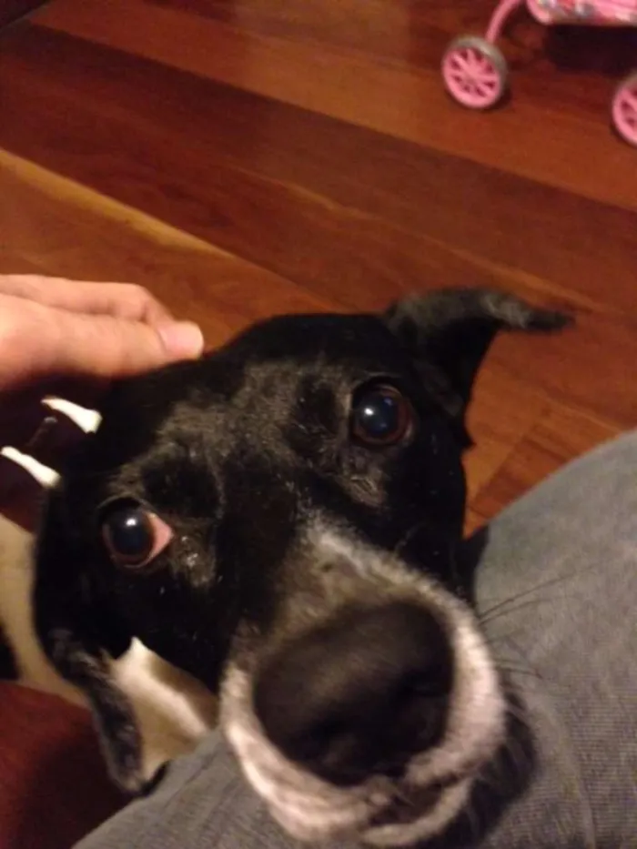 Cachorro ra a SRD idade 6 ou mais anos nome Rabito