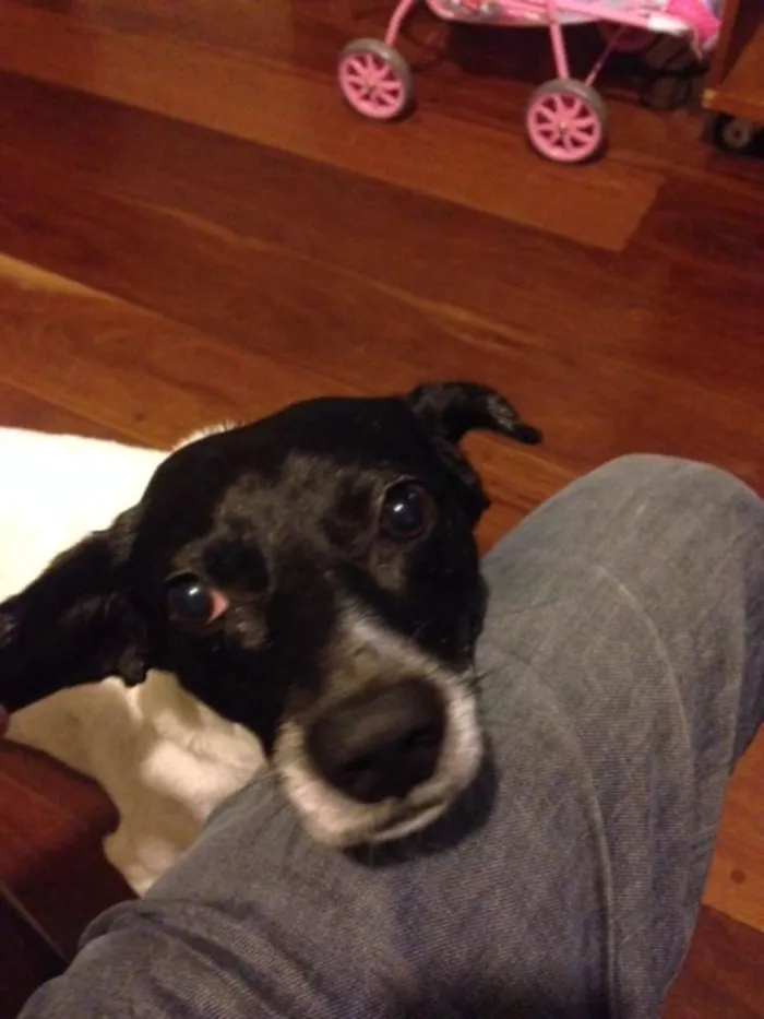 Cachorro ra a SRD idade 6 ou mais anos nome Rabito