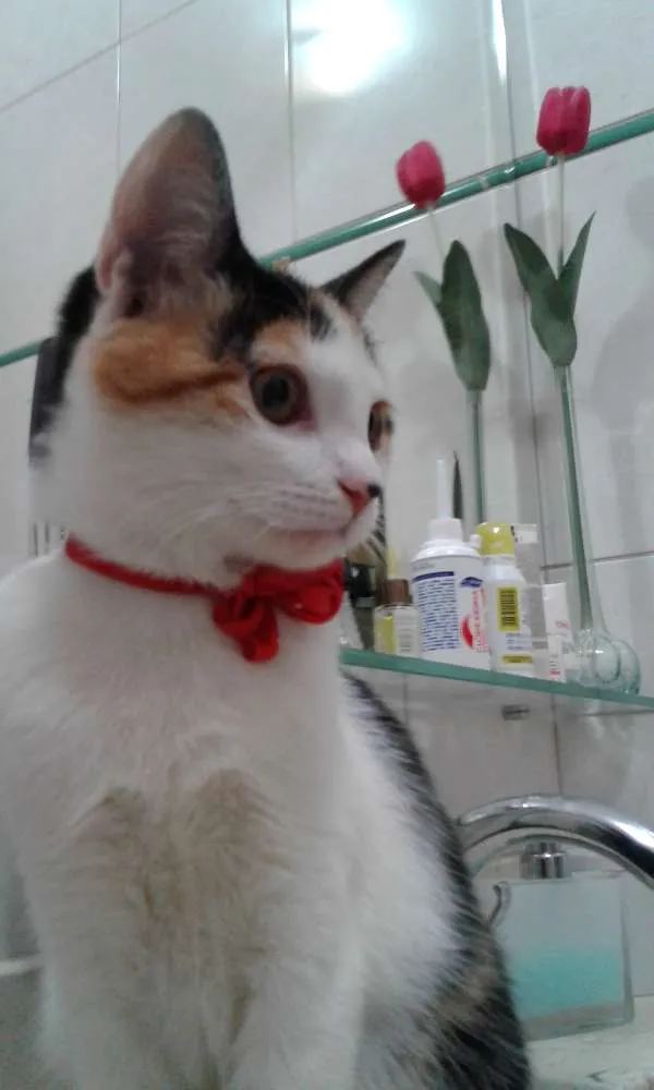Gato ra a SRD idade 2 a 6 meses nome EMMA