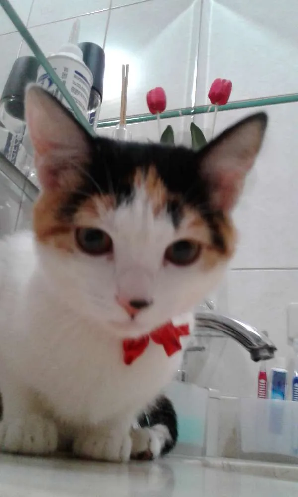 Gato ra a SRD idade 2 a 6 meses nome EMMA