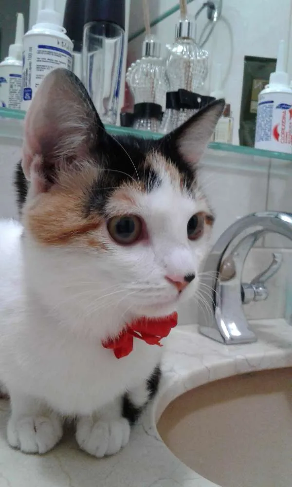 Gato ra a SRD idade 2 a 6 meses nome EMMA