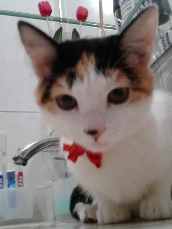 Gato ra a SRD idade 2 a 6 meses nome EMMA