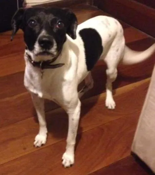 Cachorro ra a SRD idade 6 ou mais anos nome Rabito