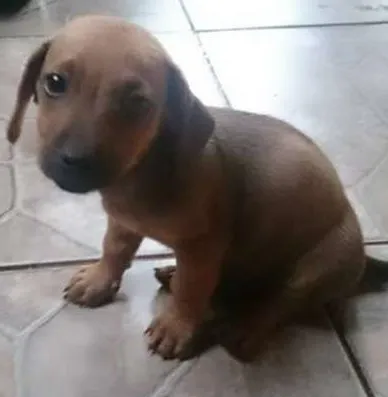 Cachorro ra a Indefinida idade Abaixo de 2 meses nome Sem nome ainda