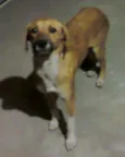 Pipoca