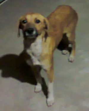 Cachorro raça vira-lata idade 1 ano nome Pipoca