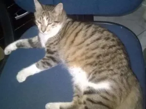 Gato raça Maine Coon idade 7 a 11 meses nome Tico