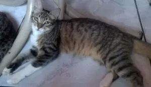 Gato raça Maine coon idade 7 a 11 meses nome Princesa e filhotes