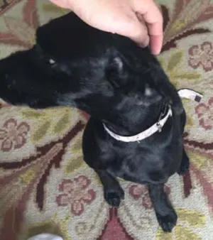 Cachorro raça MIX POODLE idade 2 a 6 meses nome JABUTICABA